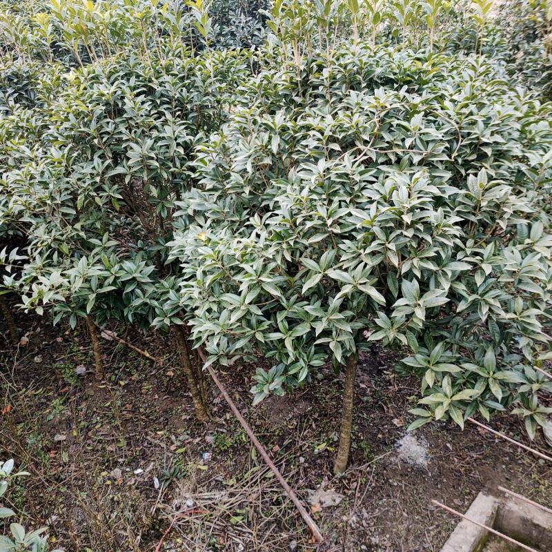 八九年的桂花树苗便宜卖