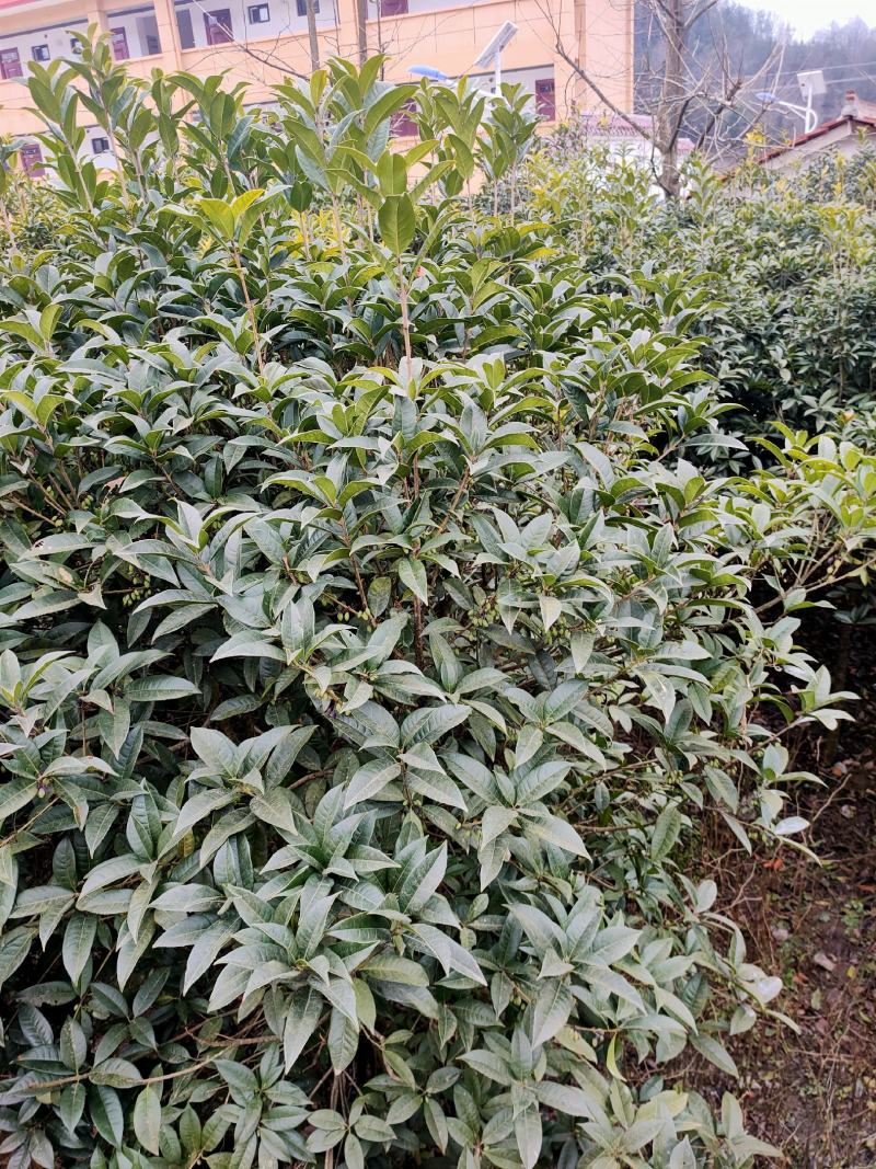 八九年的桂花树苗便宜卖