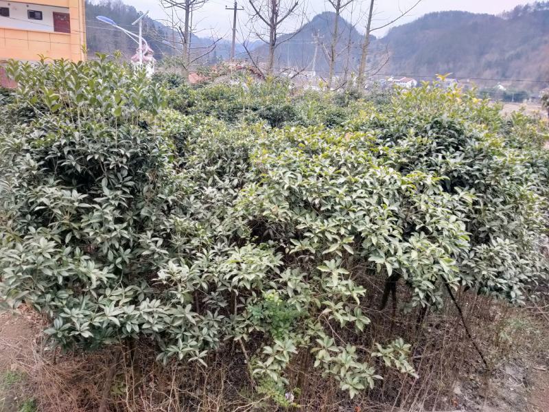 八九年的桂花树苗便宜卖