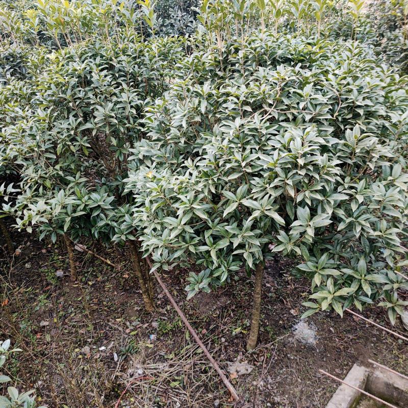 八九年的桂花树苗便宜卖
