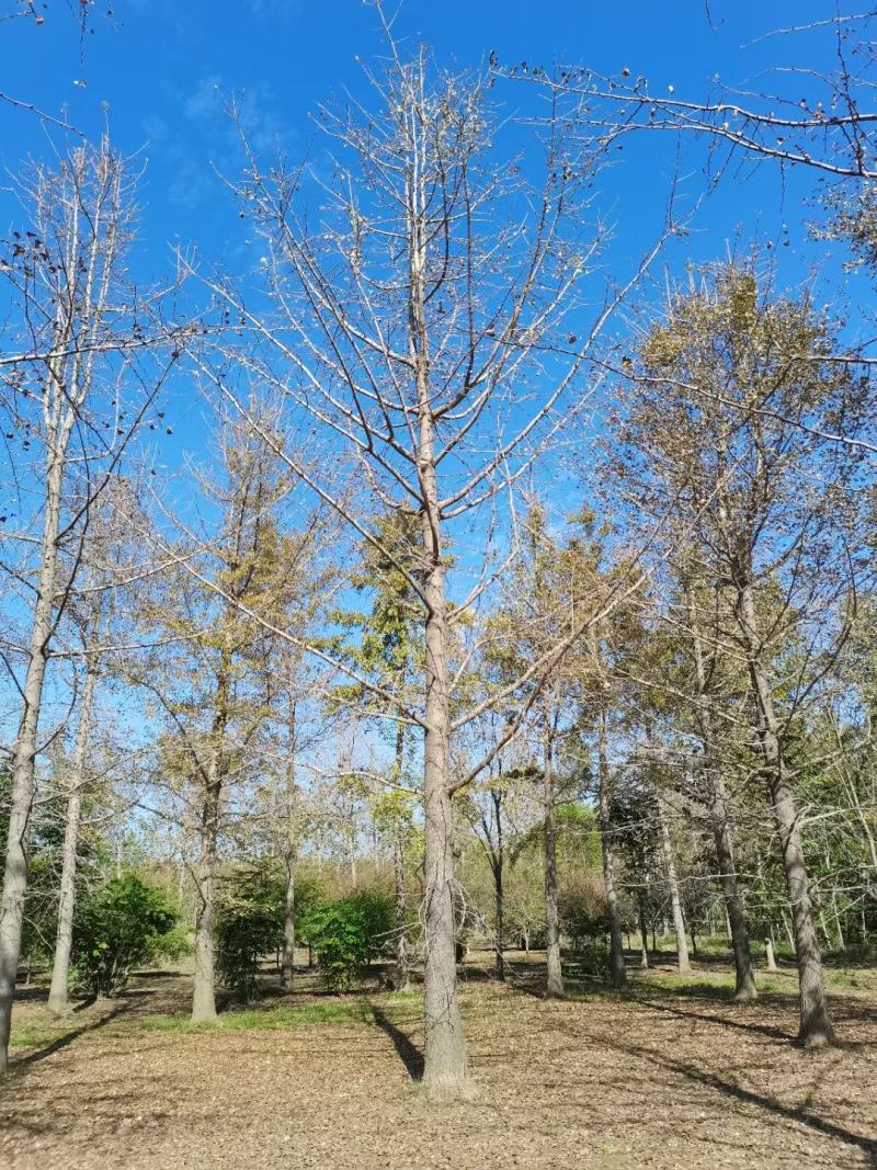 银杏新农村建设行道风景公园绿化植树造林占地用苗房地产绿化