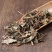 四川野生鱼腥草干货新鲜鱼腥草茶无硫折耳根叶鱼腥草