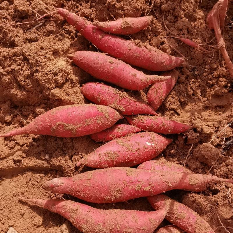 【全国名特优新农产品】遂溪番薯，西瓜红，超市社区