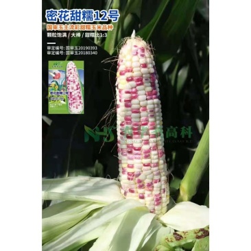 密花甜糯12号彩甜糯玉米种子大棒甜加糯花玉米种原装发货