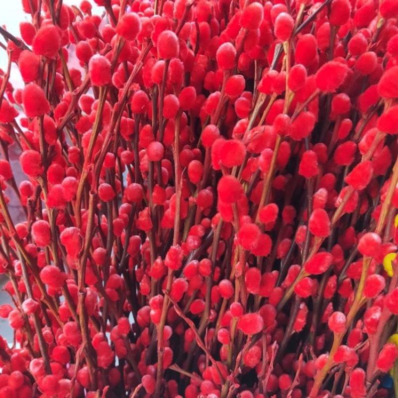 银柳真花鲜枝银柳干花客厅室内装饰花花卉水养植物