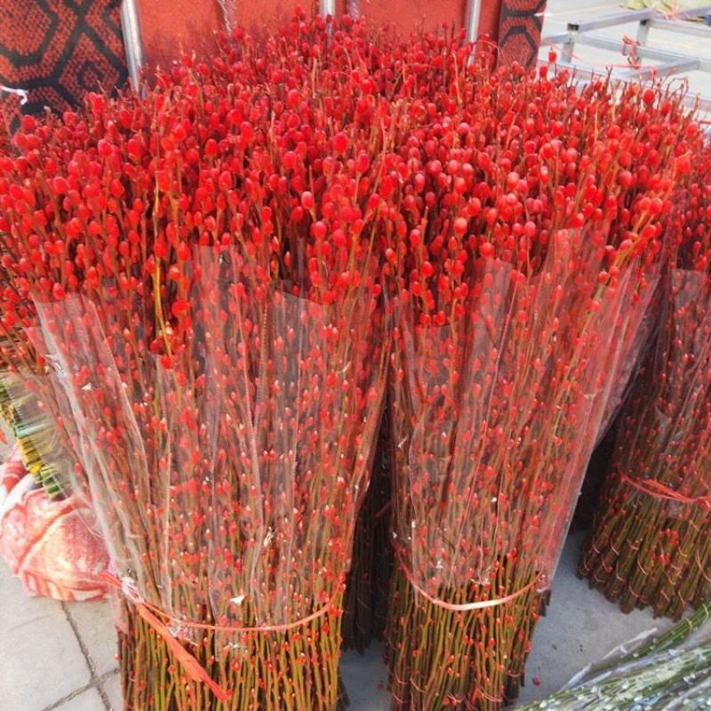 银柳真花鲜枝银柳干花客厅室内装饰花花卉水养植物