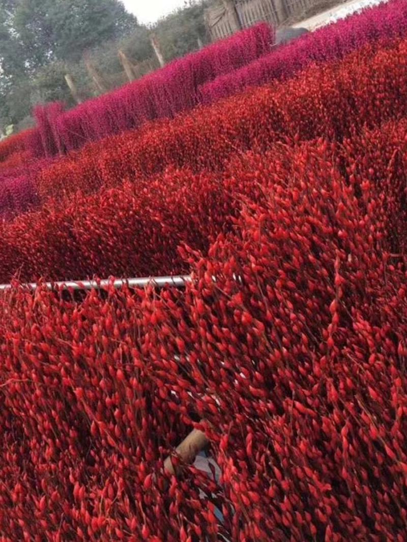 银柳真花鲜枝银柳干花客厅室内装饰花花卉水养植物