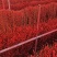 银柳真花鲜枝银柳干花客厅室内装饰花花卉水养植物
