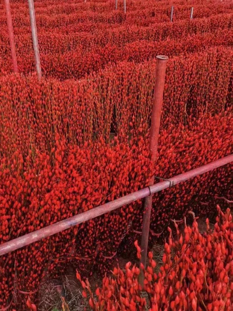 银柳真花鲜枝银柳干花客厅室内装饰花花卉水养植物