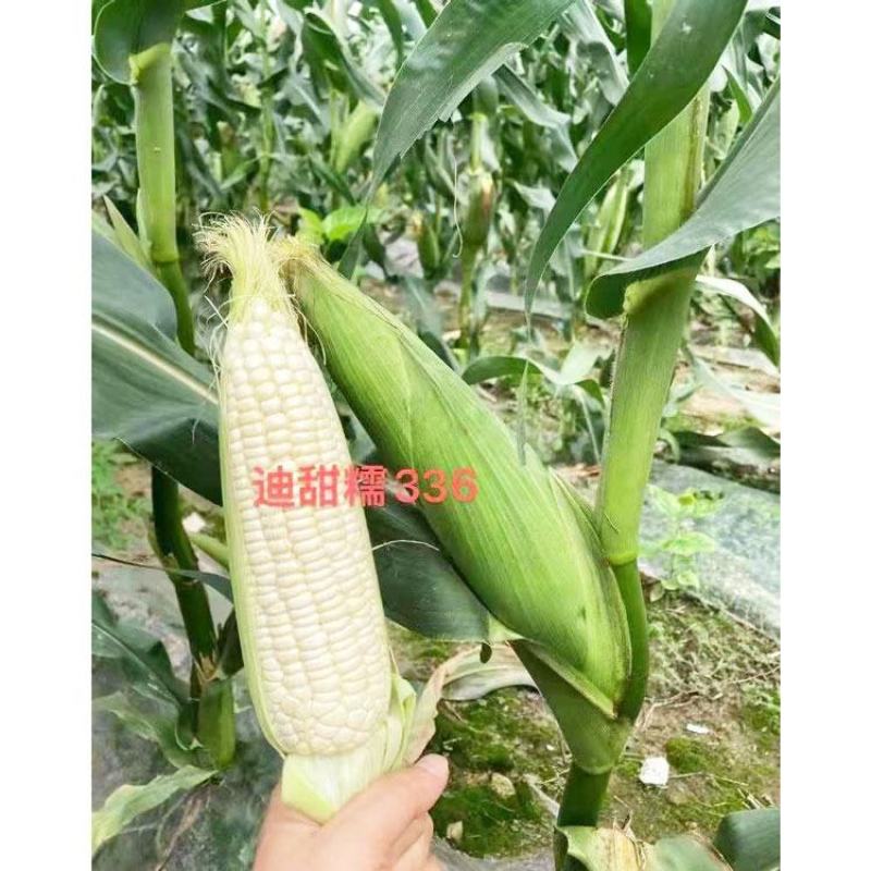 迪甜糯336白玉米种子早熟矮杆大棒甜加糯白玉米种子原装