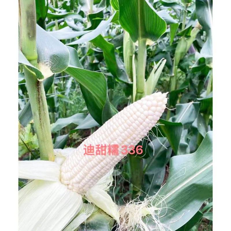 迪甜糯336白玉米种子早熟矮杆大棒甜加糯白玉米种子原装