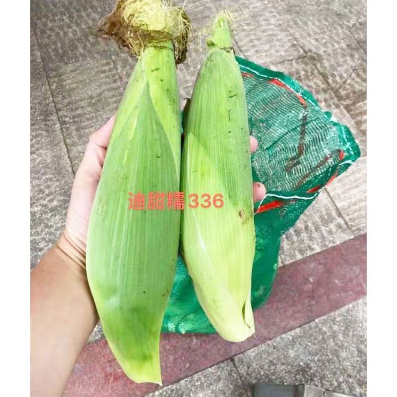 迪甜糯336白玉米种子早熟矮杆大棒甜加糯白玉米种子原装
