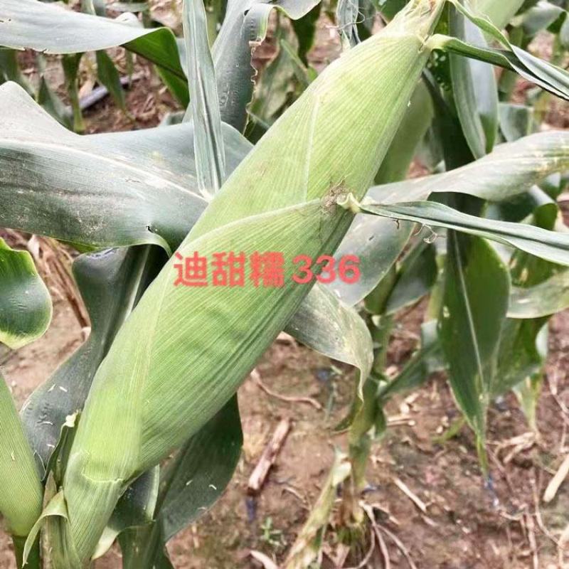 迪甜糯336白玉米种子早熟矮杆大棒甜加糯白玉米种子原装