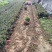 茶梅新农村建设行道风景公园绿化植树造林占地用苗房地产绿化