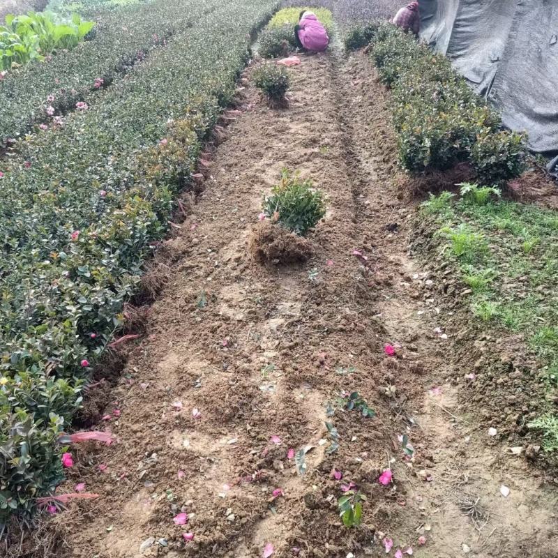 茶梅新农村建设行道风景公园绿化植树造林占地用苗房地产绿化
