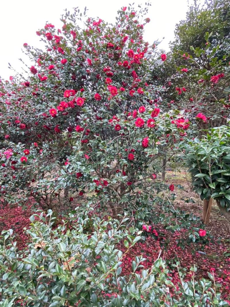 茶梅新农村建设行道风景公园绿化植树造林占地用苗房地产绿化