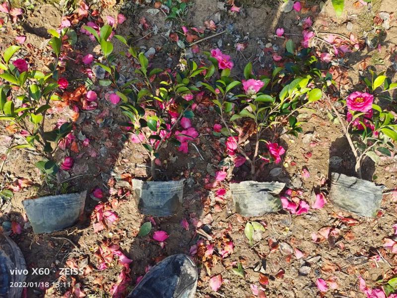 茶梅新农村建设行道风景公园绿化植树造林占地用苗房地产绿化