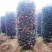 茶梅新农村建设行道风景公园绿化植树造林占地用苗房地产绿化