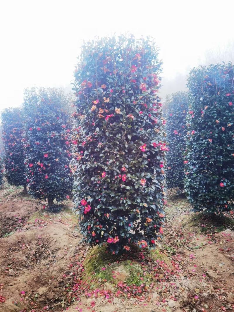 茶梅新农村建设行道风景公园绿化植树造林占地用苗房地产绿化