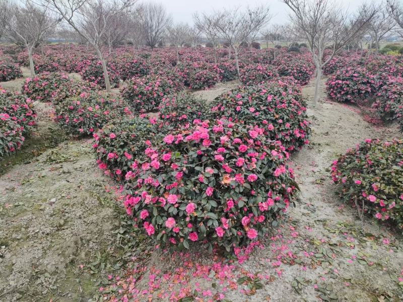 茶梅新农村建设行道风景公园绿化植树造林占地用苗房地产绿化