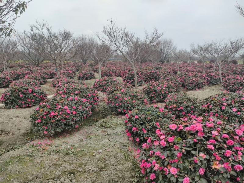 茶梅新农村建设行道风景公园绿化植树造林占地用苗房地产绿化