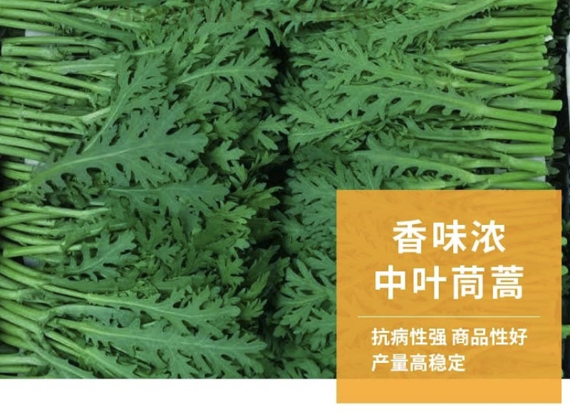 晓富中叶茼蒿种子耐热耐寒南方四季蔬菜种子皇帝菜蓬蒿菜种子