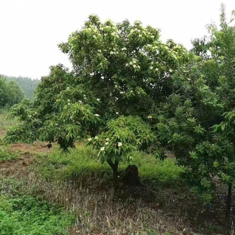 四照花新农村建行道风景公园绿化植树造林占地用苗房地产绿化