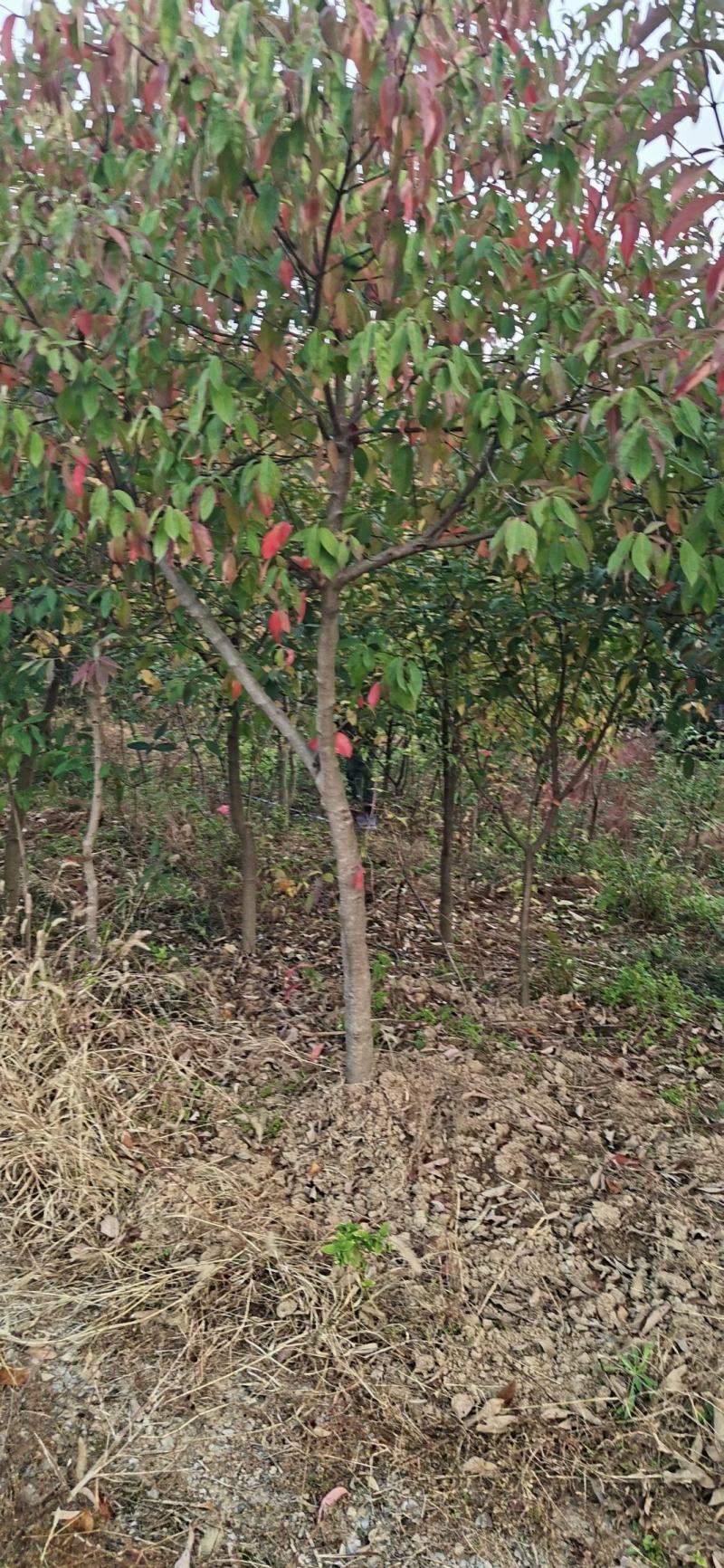 四照花新农村建行道风景公园绿化植树造林占地用苗房地产绿化