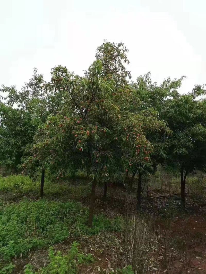 四照花新农村建行道风景公园绿化植树造林占地用苗房地产绿化