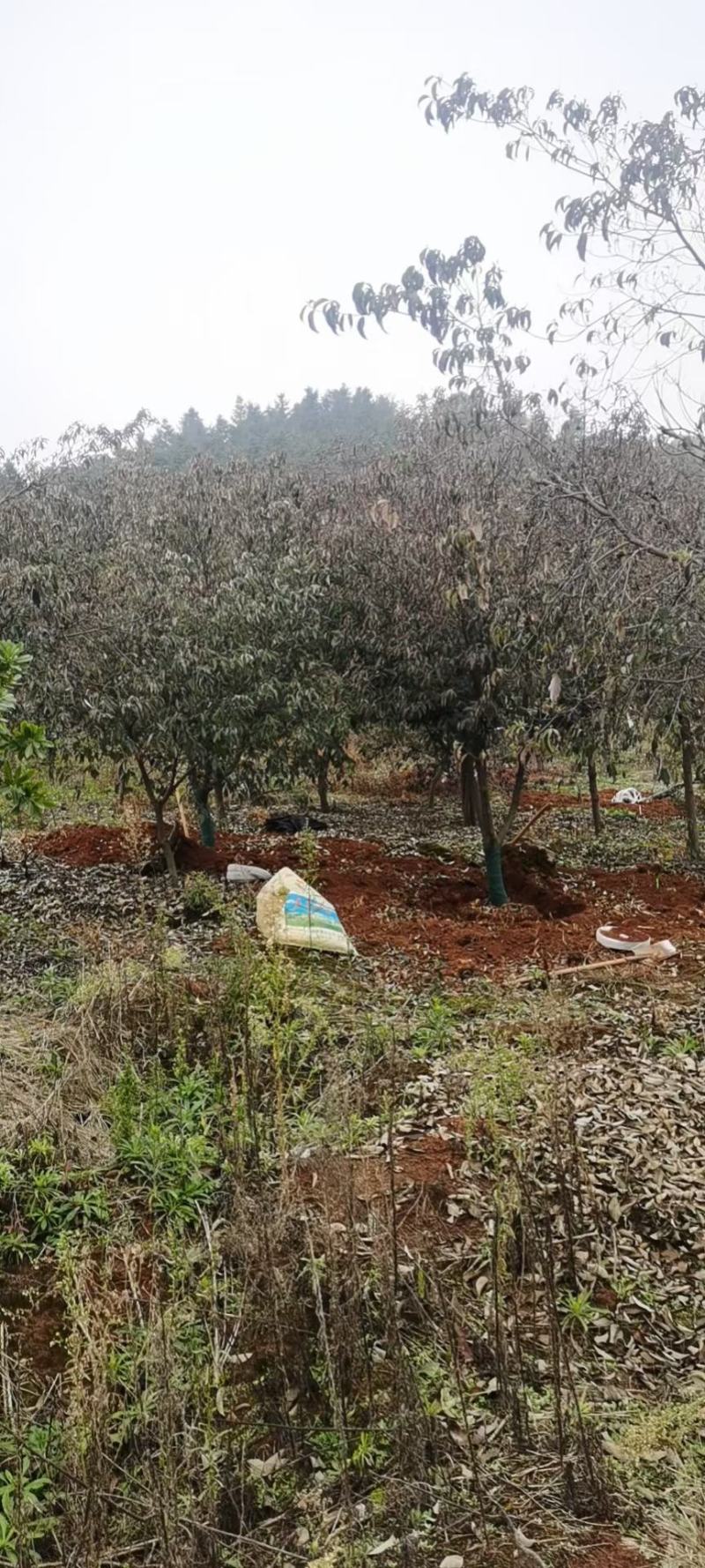 四照花新农村建行道风景公园绿化植树造林占地用苗房地产绿化