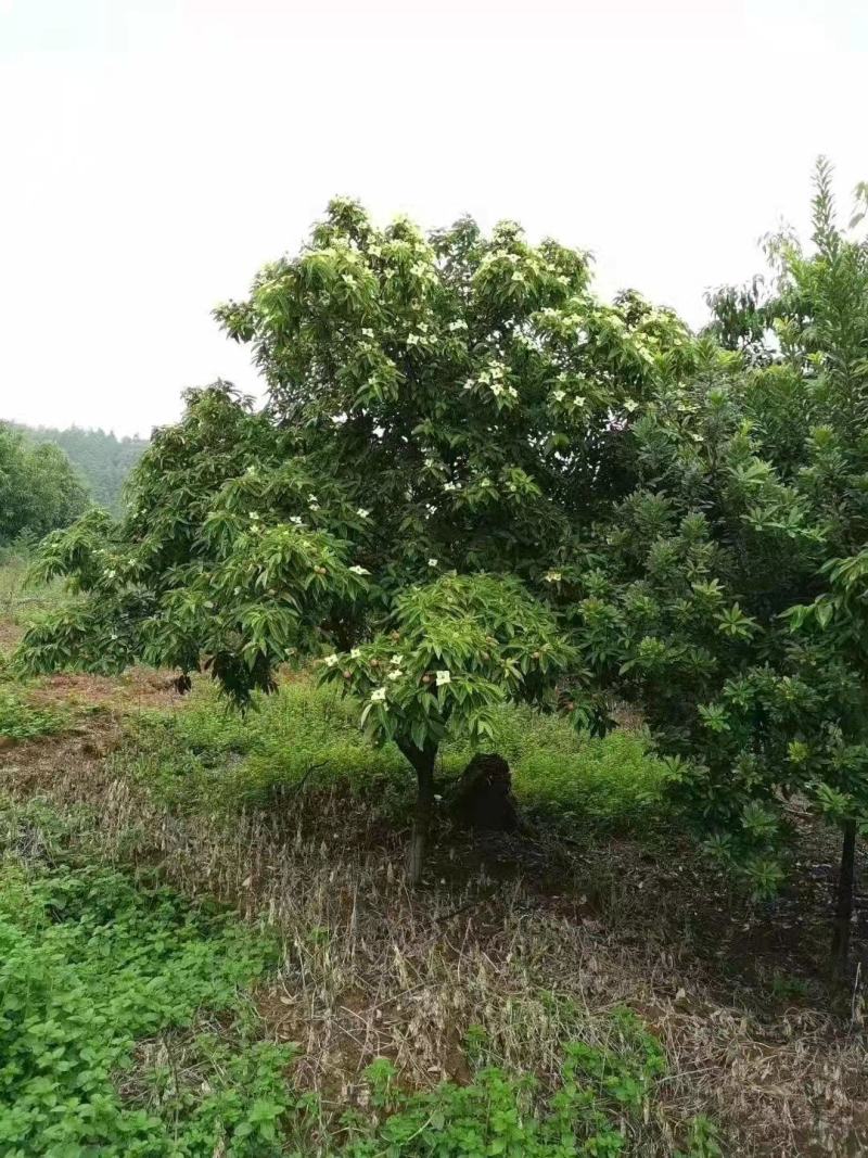 四照花新农村建行道风景公园绿化植树造林占地用苗房地产绿化