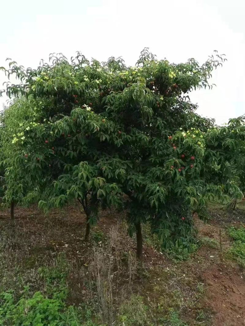 四照花新农村建行道风景公园绿化植树造林占地用苗房地产绿化