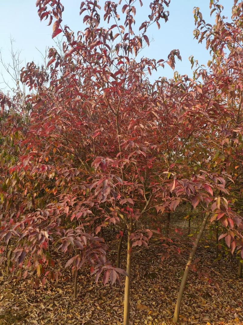 四照花新农村建行道风景公园绿化植树造林占地用苗房地产绿化