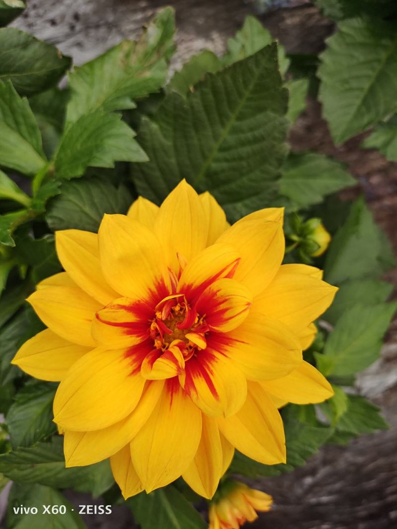 小丽花，盆花，穴盘苗，营养杯，彦色有红，黄，玫红，粉色的