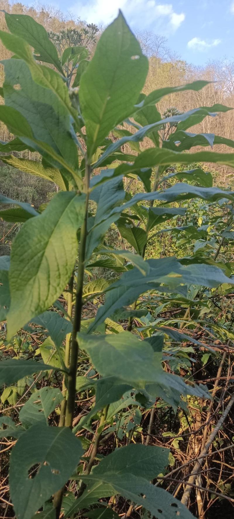 深山老林野生的南非叶，鲜货现采现发，干货需要预订。