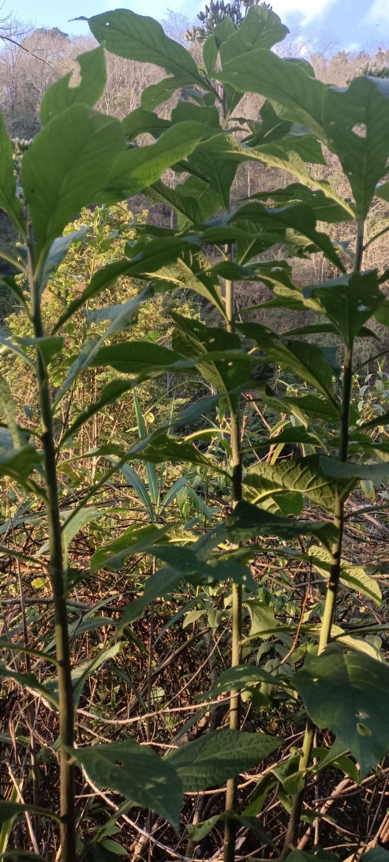 深山老林野生的南非叶，鲜货现采现发，干货需要预订。