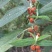 水麻，折骨藤，沟边水、水细麻、水玄麻，现采现发。