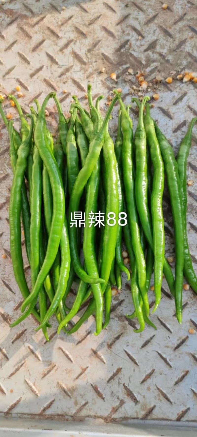 线椒种子早熟品种果面光滑条形顺直采收期长抗病强口感香辣