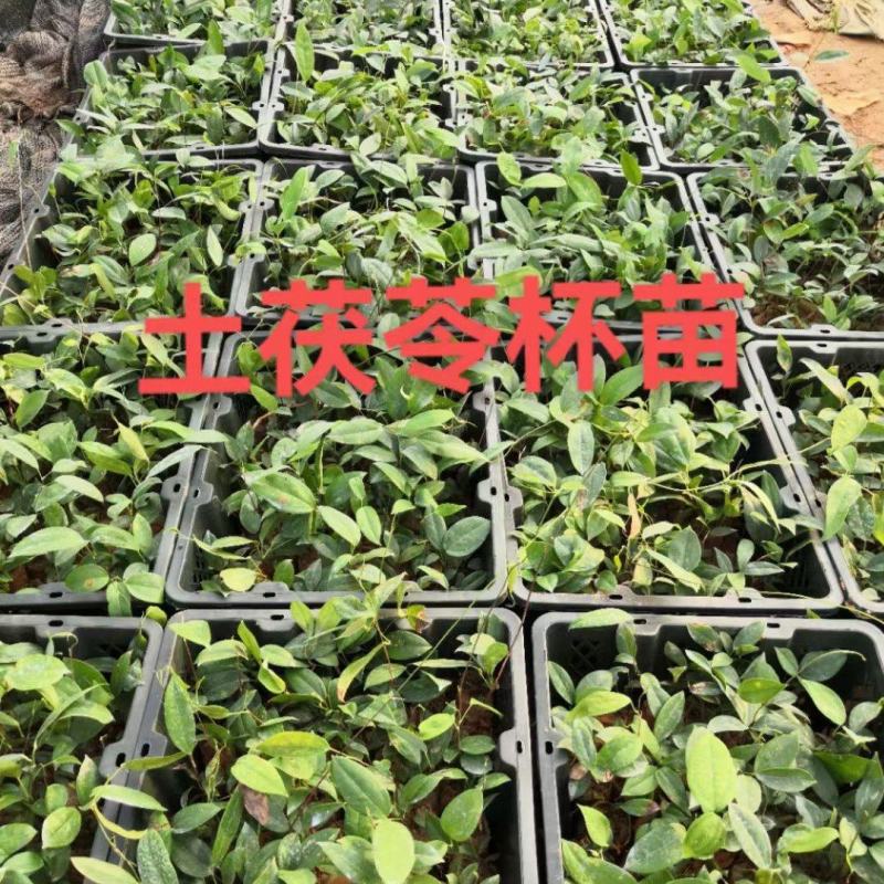 场地够期，清场价格，中药材土茯苓种苗，手快有手慢无！