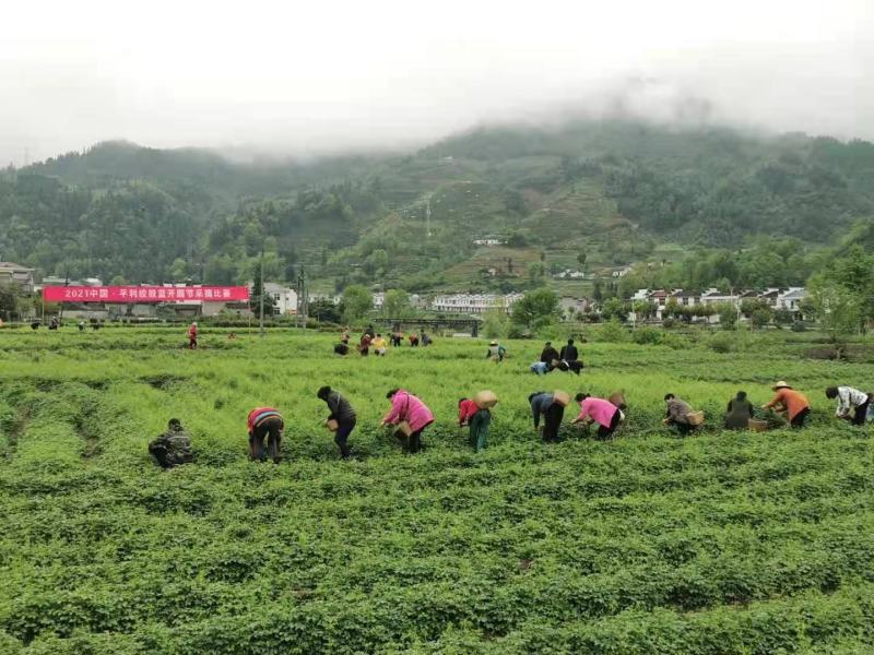 陕南特产平利绞股蓝龙须五叶七叶养生茶甘味苦味