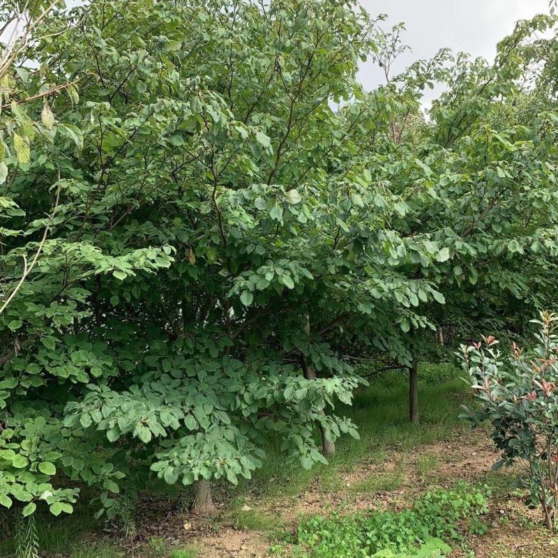 灯台房地产绿化行道风景公园绿化植树造林占地用苗房地产绿化