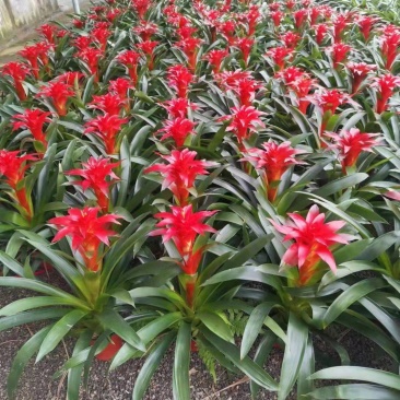 平头红风梨鲜花基地直销