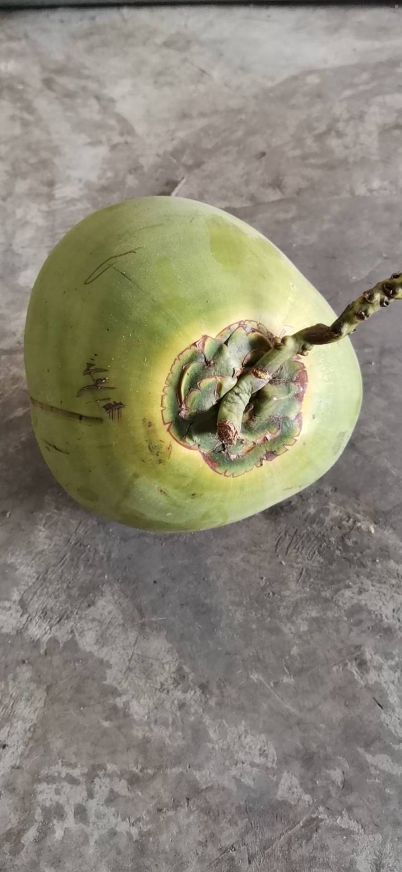 带皮椰青