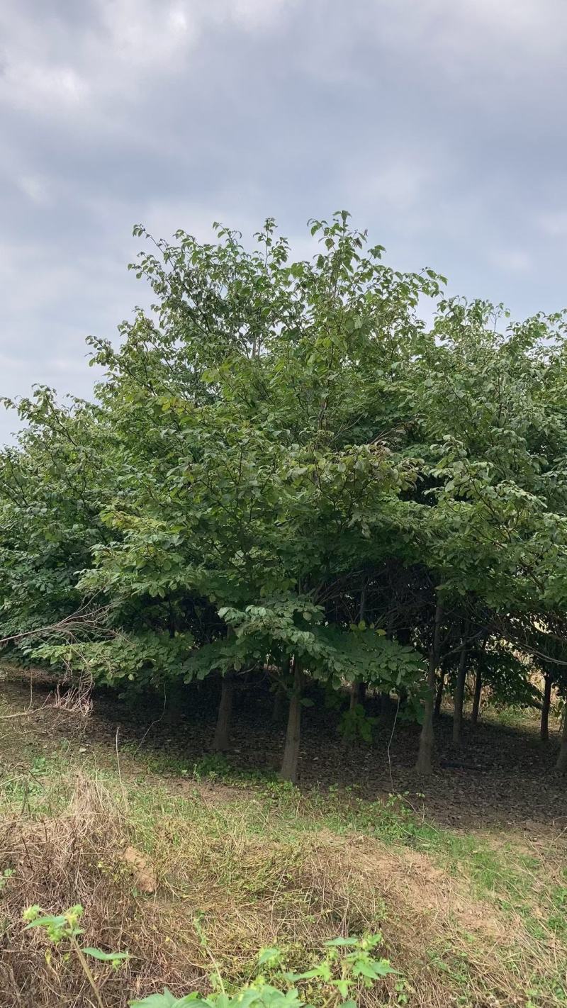 灯台房地产绿化行道风景公园绿化植树造林占地用苗房地产绿化
