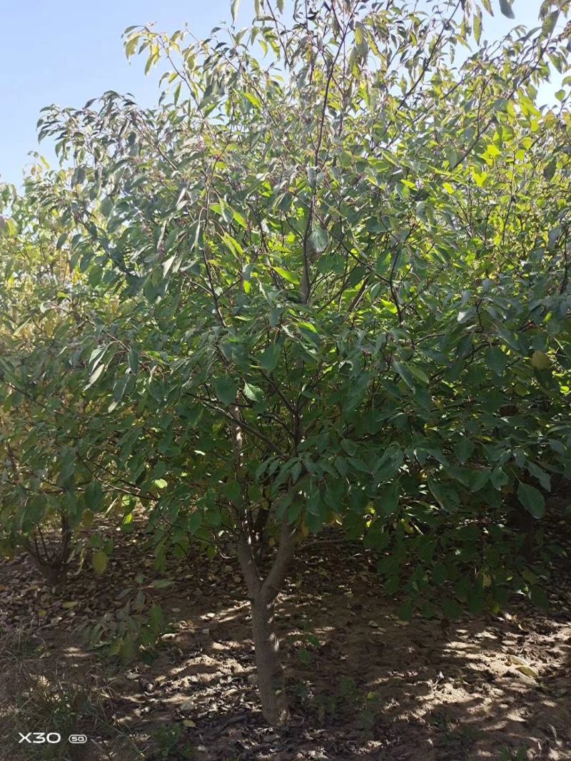 灯台房地产绿化行道风景公园绿化植树造林占地用苗房地产绿化