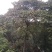 灯台房地产绿化行道风景公园绿化植树造林占地用苗房地产绿化