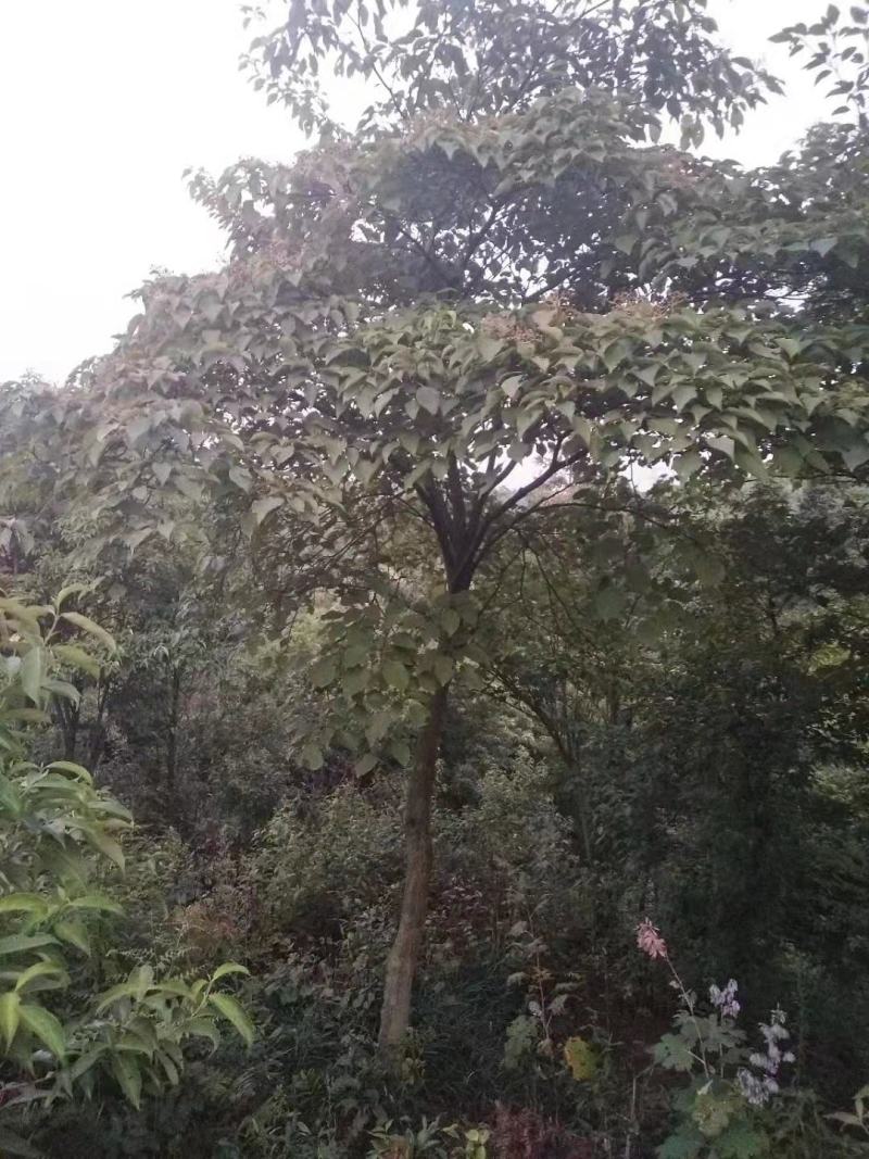 灯台房地产绿化行道风景公园绿化植树造林占地用苗房地产绿化