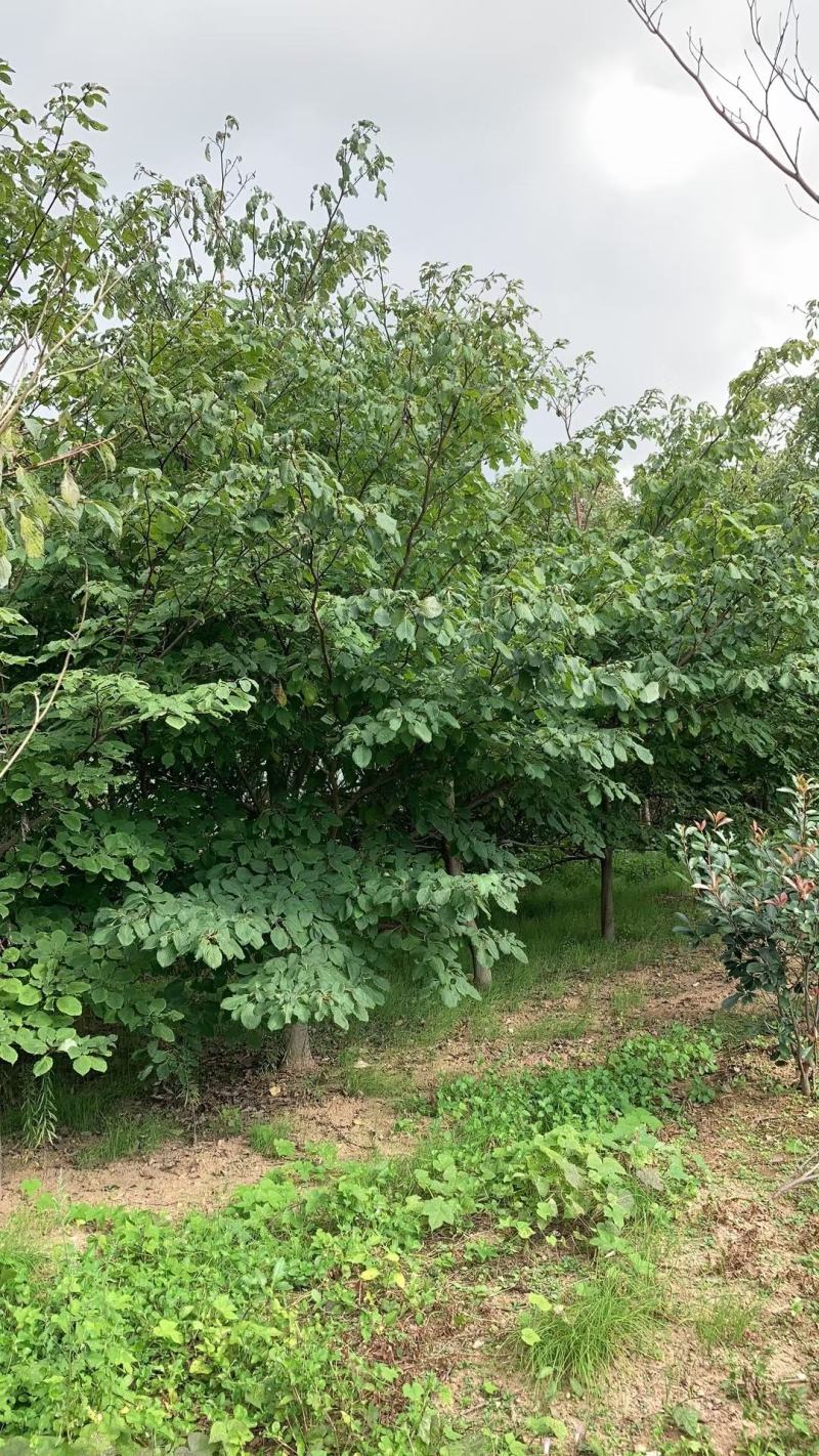 灯台房地产绿化行道风景公园绿化植树造林占地用苗房地产绿化