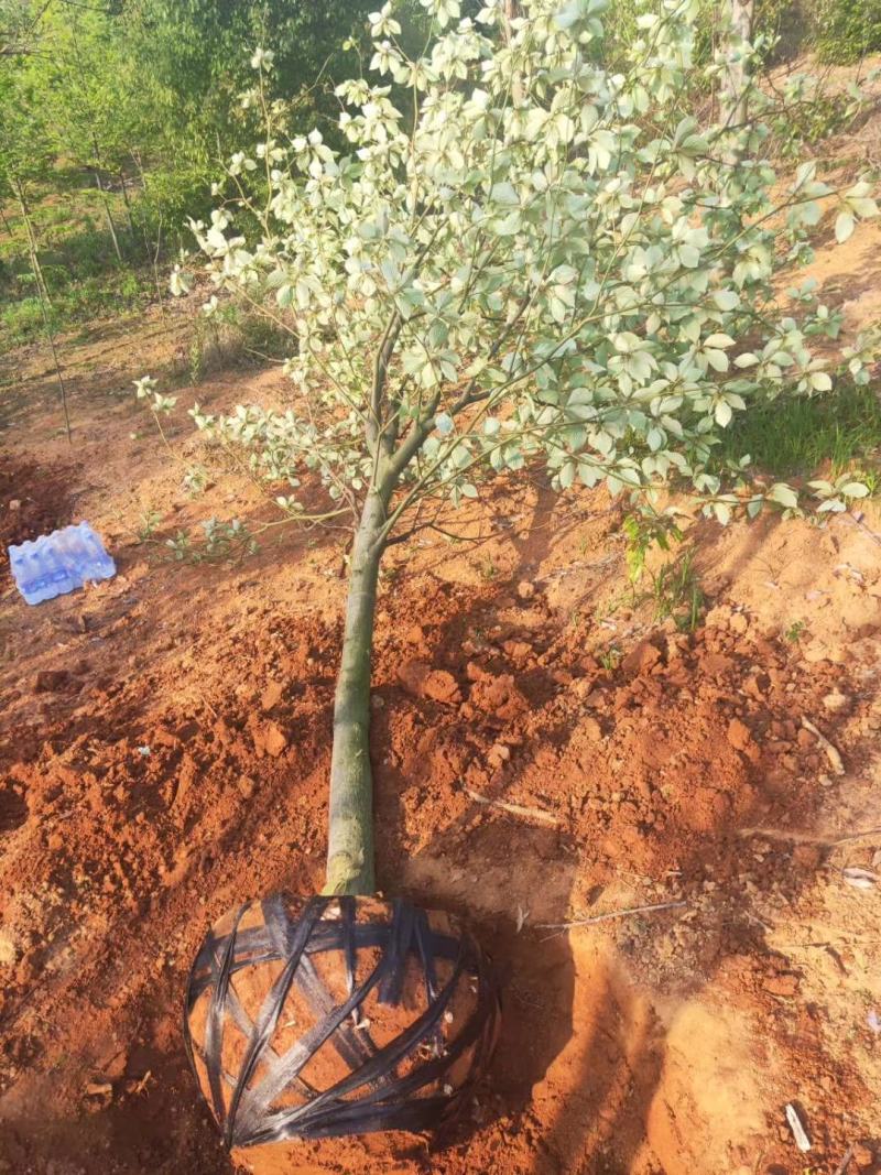 灯台房地产绿化行道风景公园绿化植树造林占地用苗房地产绿化