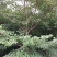 灯台房地产绿化行道风景公园绿化植树造林占地用苗房地产绿化
